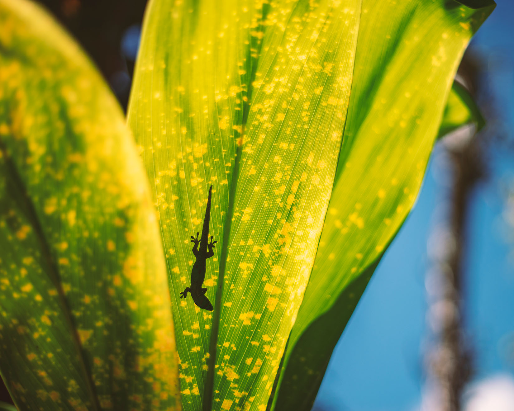 Gecko silhouetted by large leaves