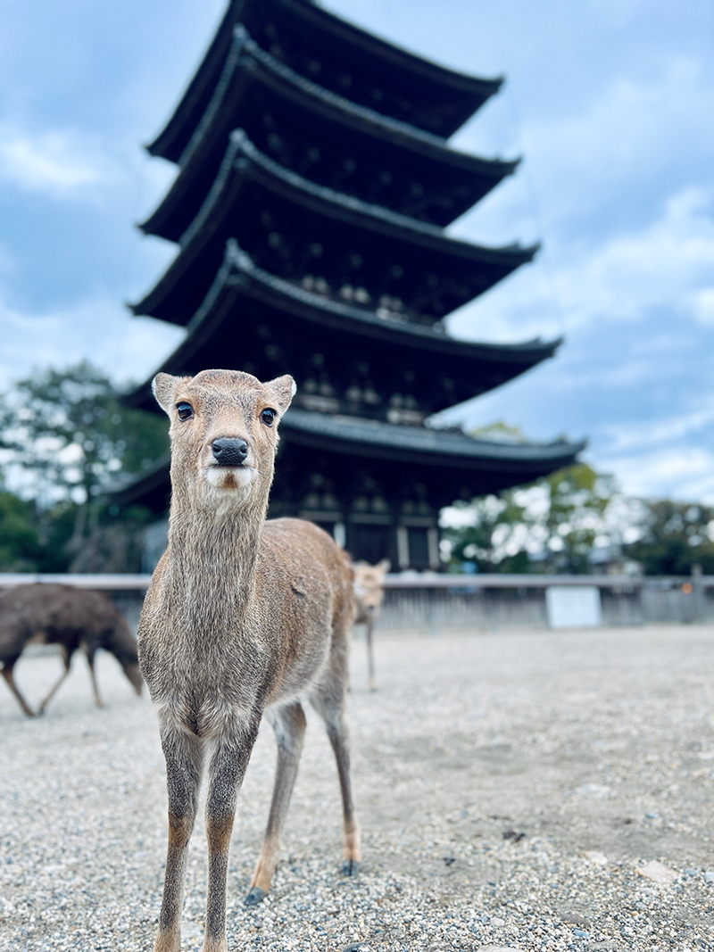 A deer asks for a snack outside a temple in Nara